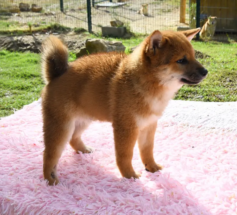 Portée de Shiba inu, élevage Des Sylphes Enchantees