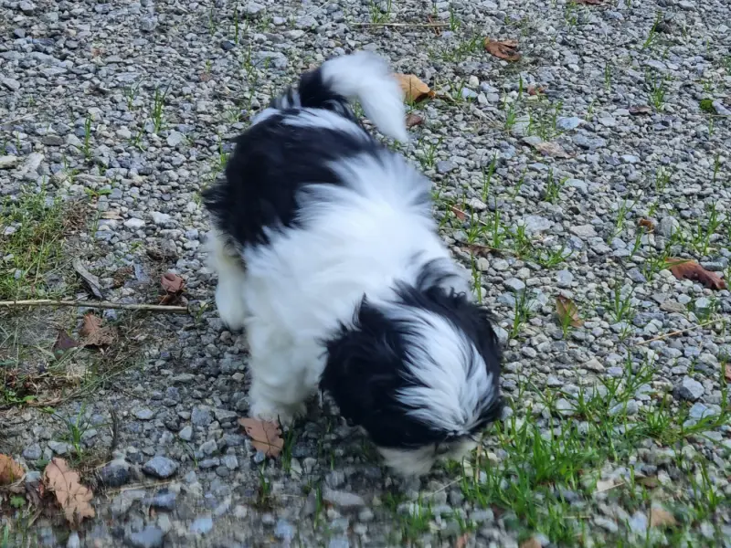 Photo de l'élevage Du Souvenir de Tootsie