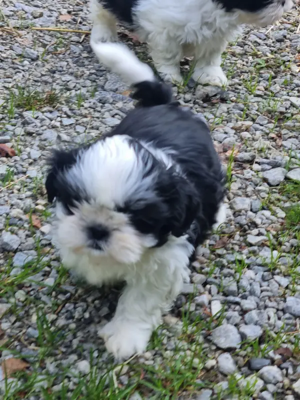 Chiot, Shih tzu, élevage Du Souvenir de Tootsie