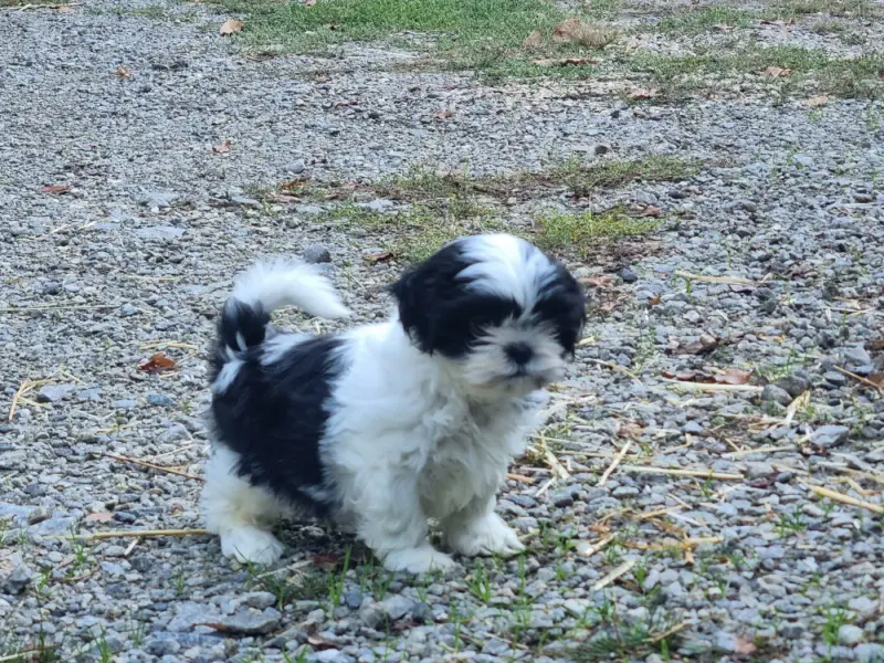 Chiot, Shih tzu, élevage Du Souvenir de Tootsie
