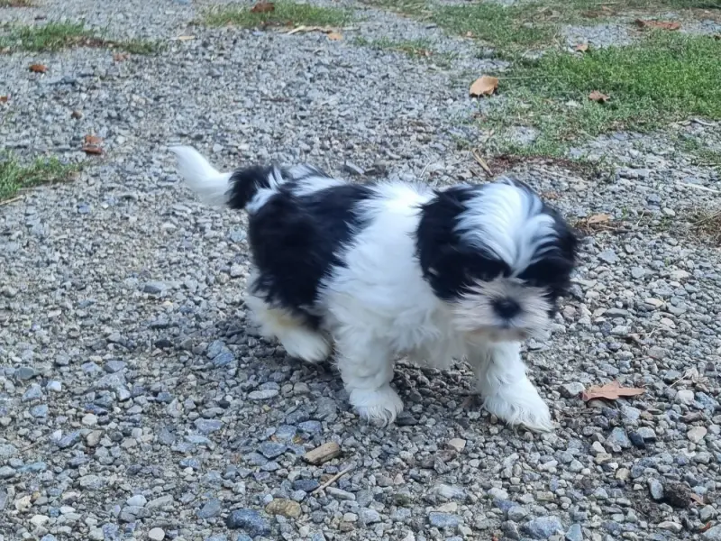 Photo de l'élevage Du Souvenir de Tootsie