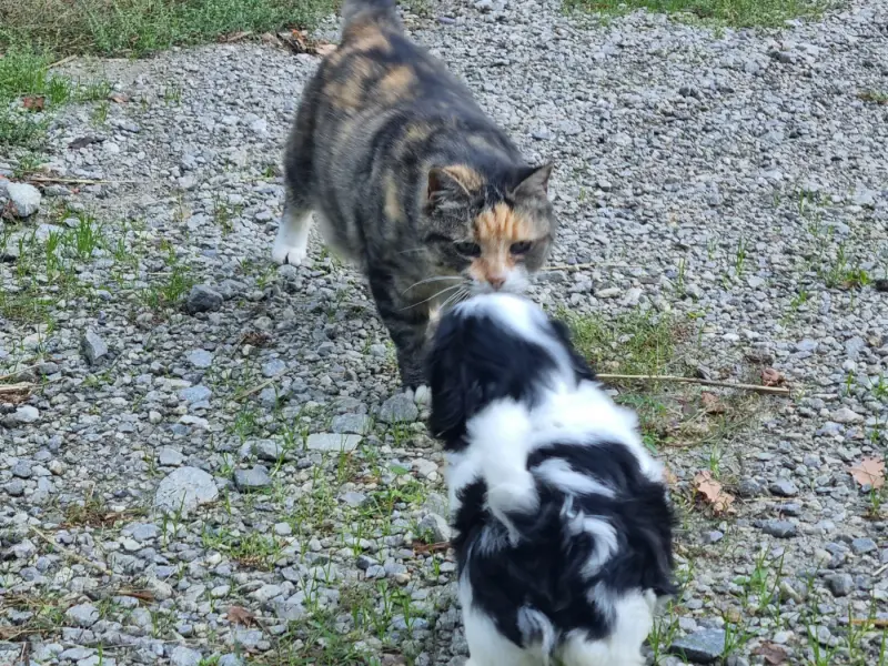 Photo de l'élevage Du Souvenir de Tootsie