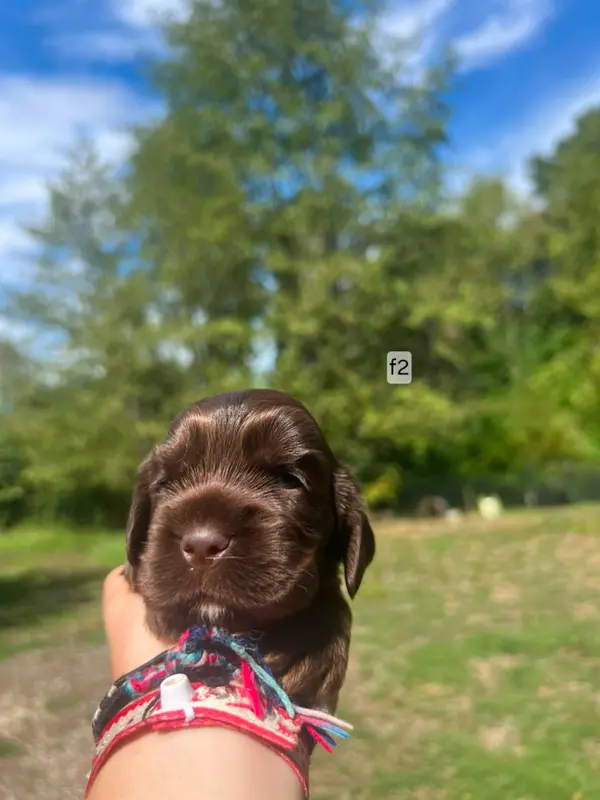 Portée de Cocker anglais, élevage Du Souvenir de Tootsie