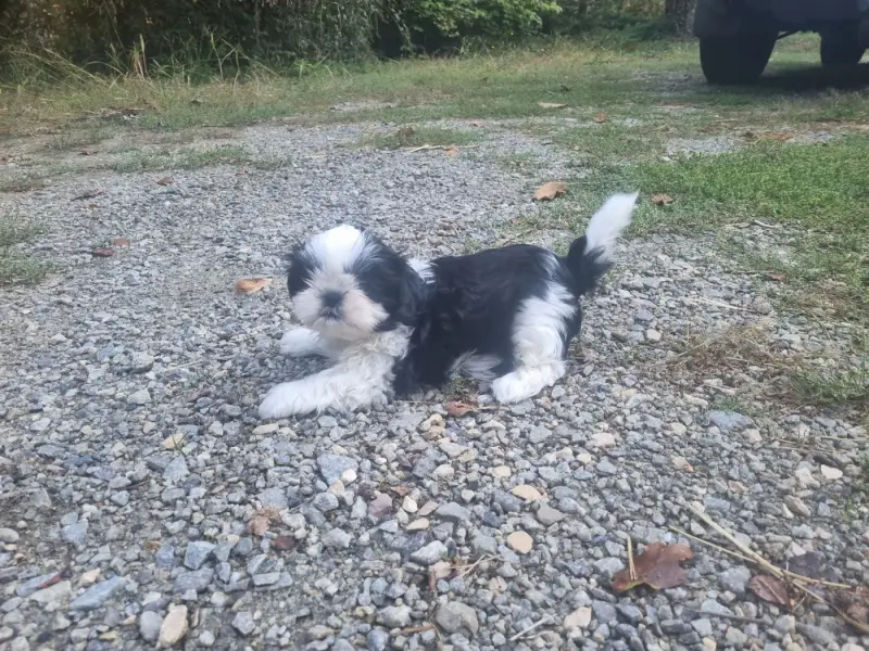 Portée de Shih tzu, élevage Du Souvenir de Tootsie