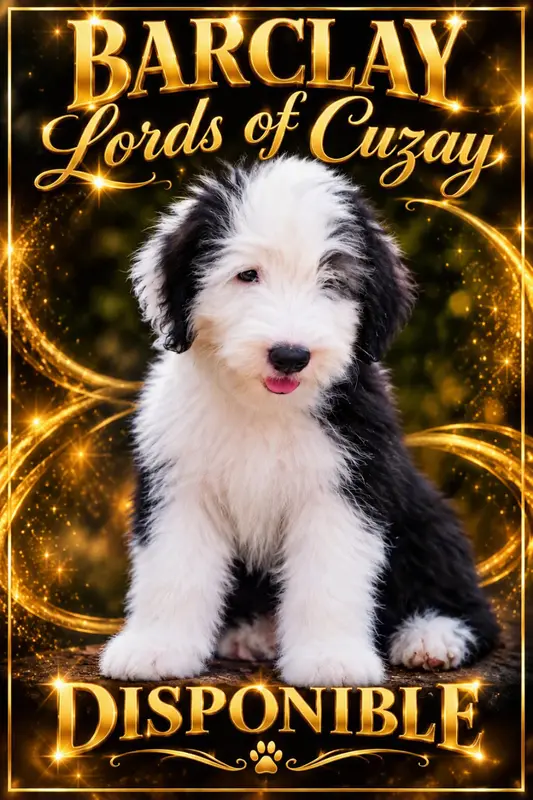 Barclay, Bobtail, élevage Lords of Cuzay