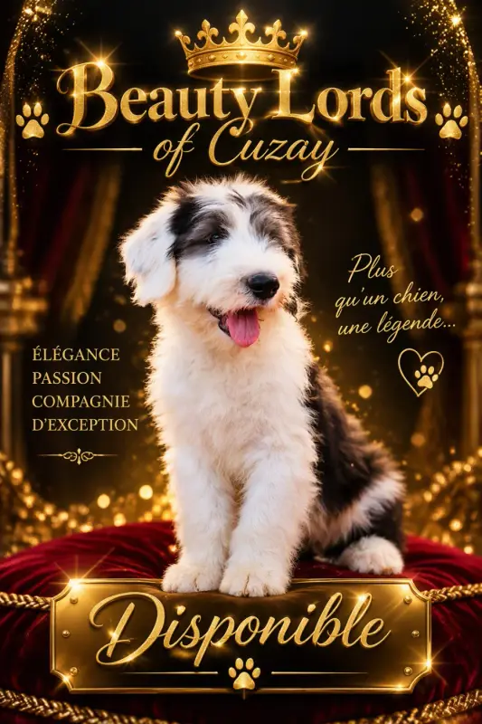 Beauty, Bobtail, élevage Lords of Cuzay