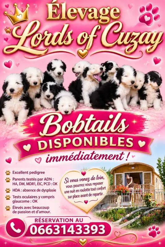 Portée de Bobtail, élevage Lords of Cuzay