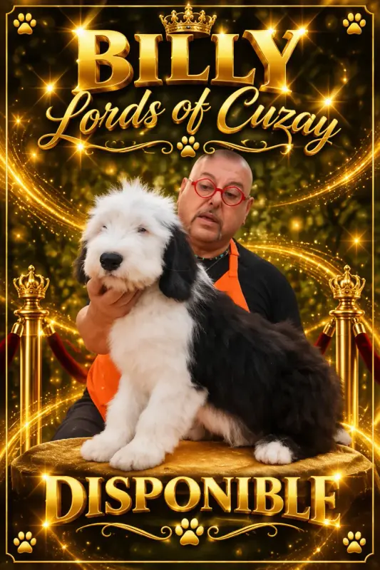 Billy, Bobtail, élevage Lords of Cuzay