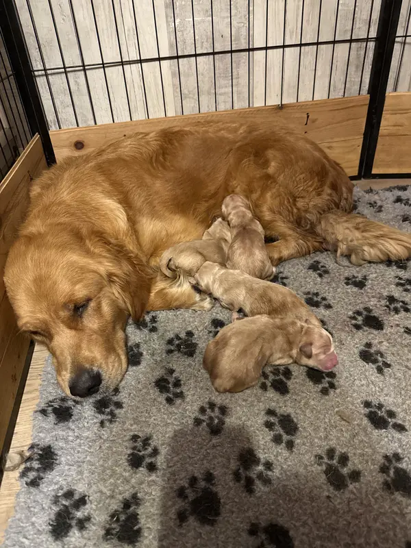 Portée de Golden retriever, élevage Des Monts d'Asgard