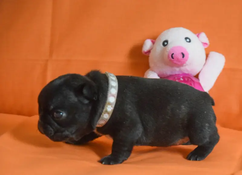 Bélène (Collier Rose), Bouledogue français, élevage Des Legendes de Thor