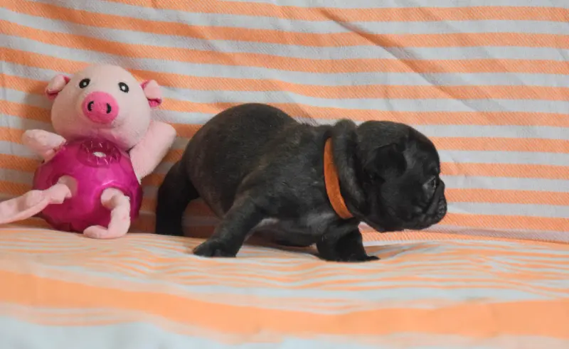 Bishop (Collier Orange), Bouledogue français, élevage Des Legendes de Thor
