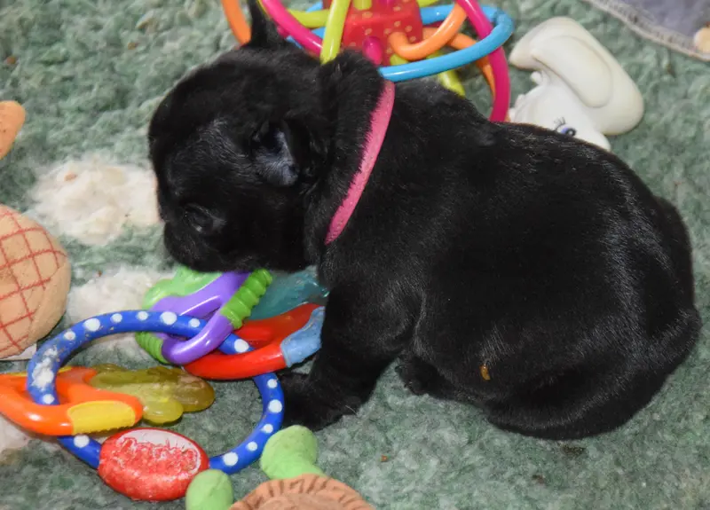 Portée de Bouledogue français, élevage Des Legendes de Thor
