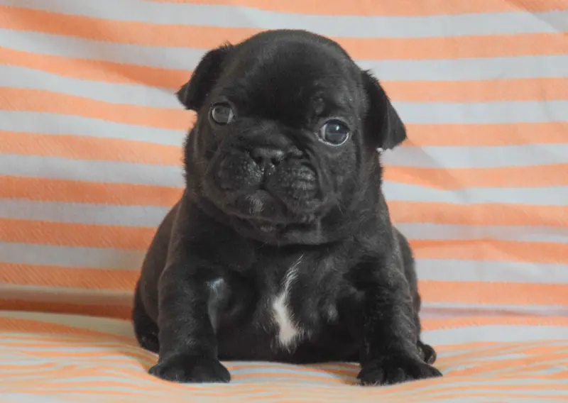 Bumblebee (Collier jaune), Bouledogue français, élevage Des Legendes de Thor