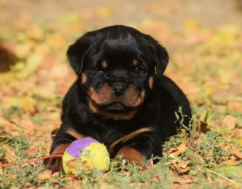 Chiot, Rottweiler, élevage Des Titans Noirs et Feux