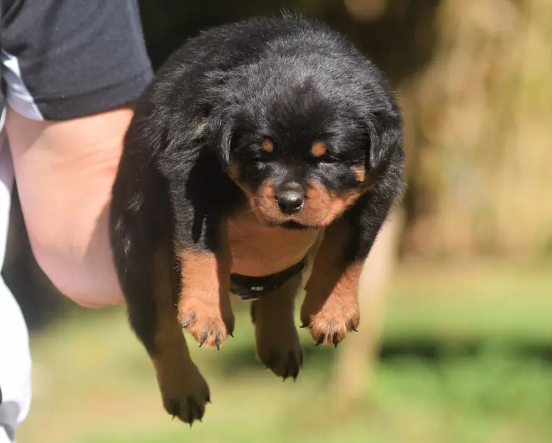 Portée de Rottweiler, élevage Des Titans Noirs et Feux