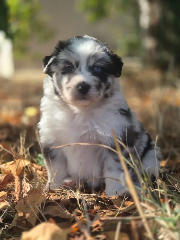 Femelle Bleu Merle Bicolore, Berger australien, élevage Des Plaines de Perceneige