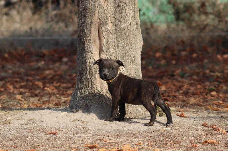 Baby Leya, Staffordshire bull terrier, élevage Of the Fara Family