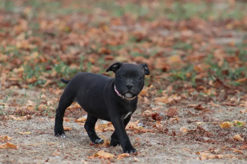 Bonnie, Staffordshire bull terrier, élevage Of the Fara Family