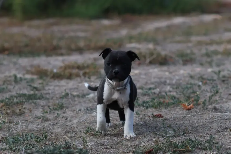 Buddy, Staffordshire bull terrier, élevage Of the Fara Family