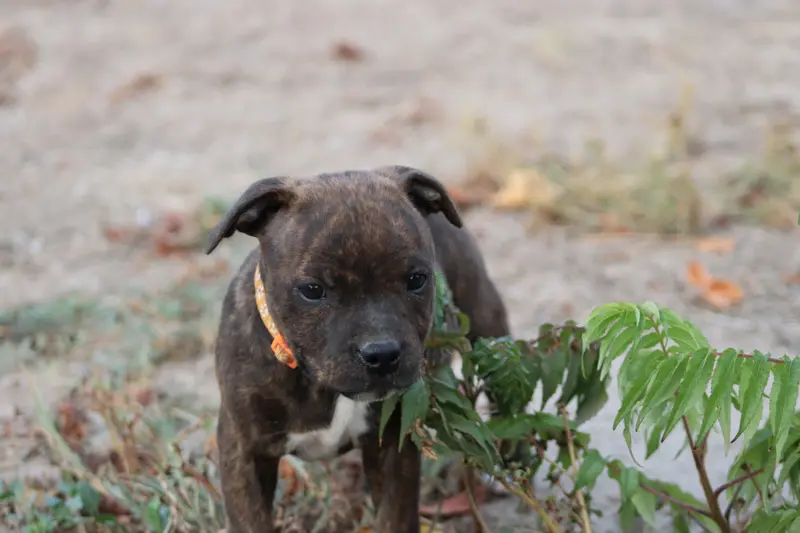 Bulma, Staffordshire bull terrier, élevage Of the Fara Family