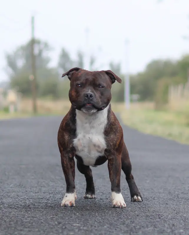 Portée de Staffordshire bull terrier, élevage Of the Fara Family