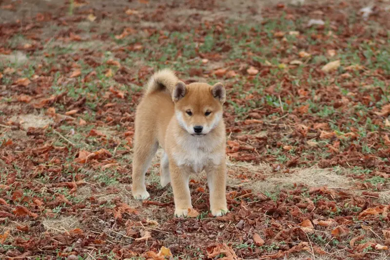 Portée de Shiba inu, élevage Of the Fara Family