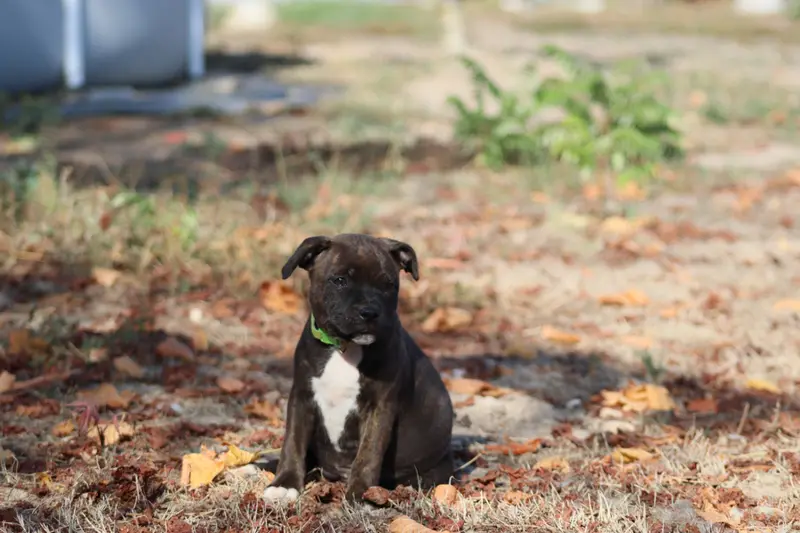 Portée de Staffordshire bull terrier, élevage Of the Fara Family