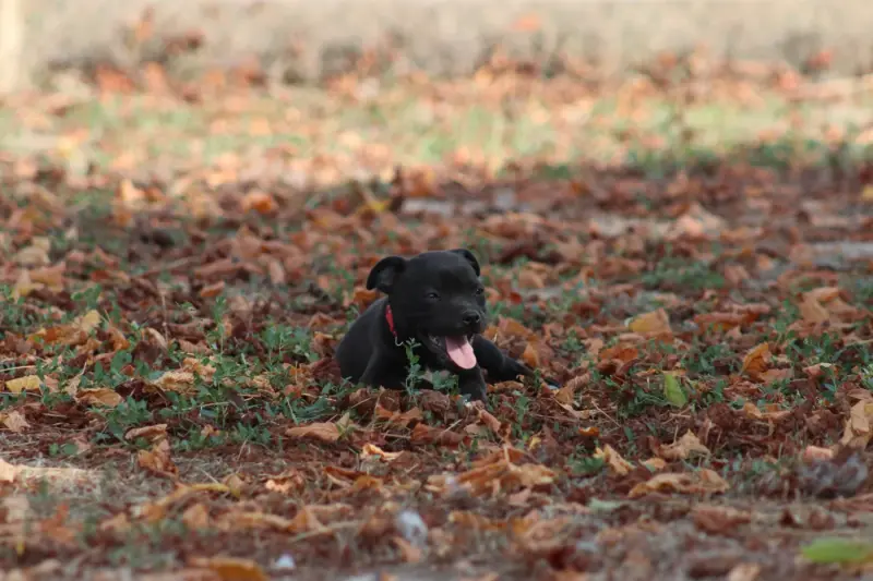Portée de Staffordshire bull terrier, élevage Of the Fara Family