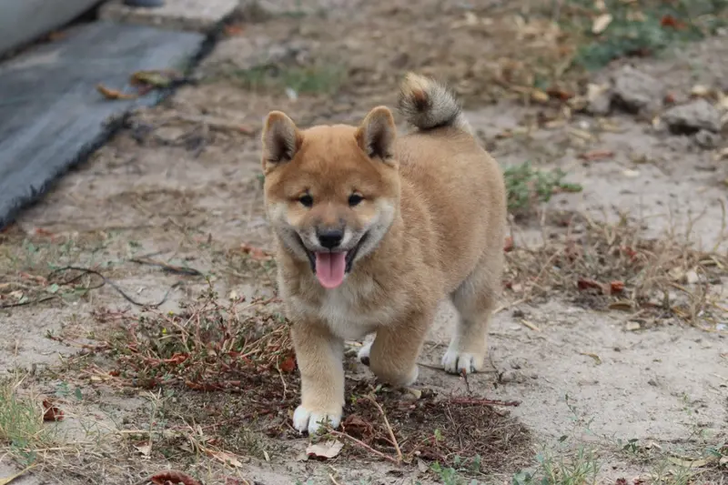 Portée de Shiba inu, élevage Of the Fara Family