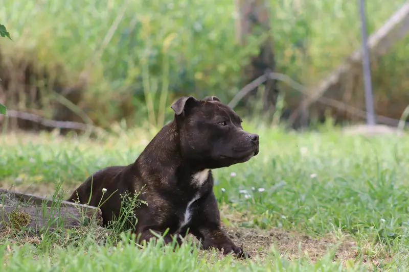 Mère de la portée de Staffordshire bull terrier, élevage Of the Fara Family