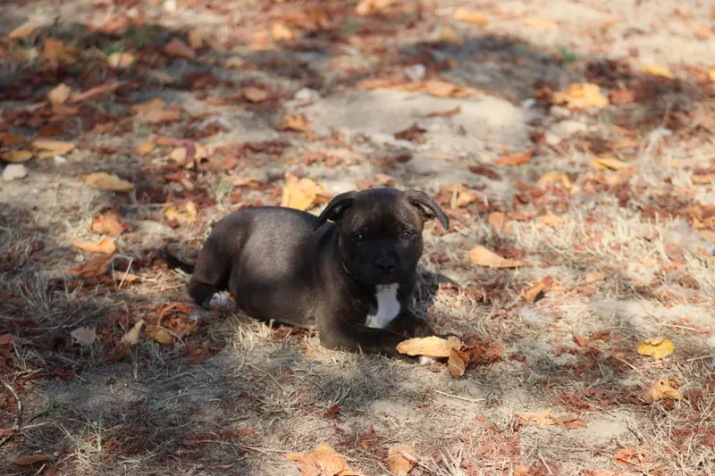 Portée de Staffordshire bull terrier, élevage Of the Fara Family