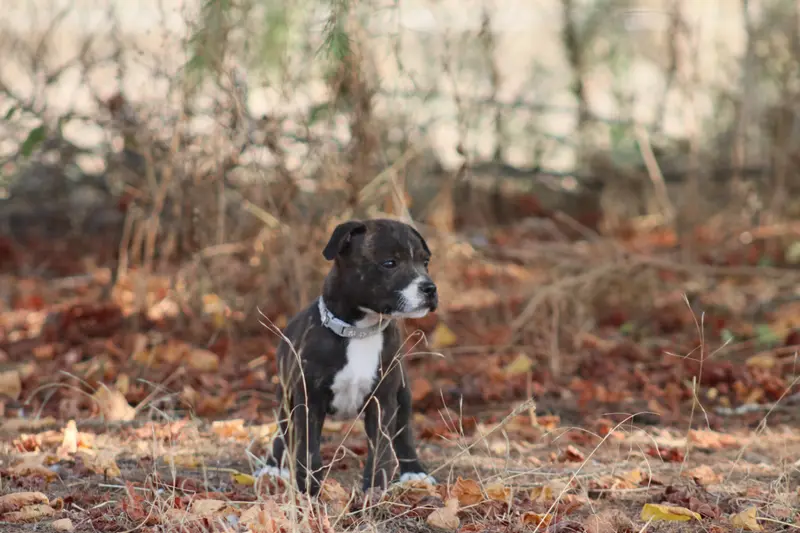 Portée de Staffordshire bull terrier, élevage Of the Fara Family