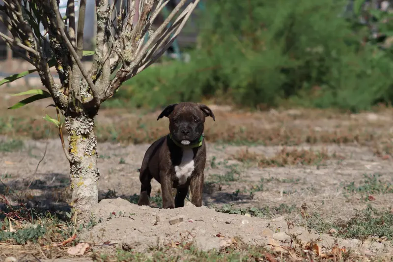 Portée de Staffordshire bull terrier, élevage Of the Fara Family