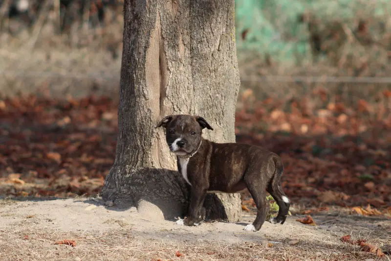 Portée de Staffordshire bull terrier, élevage Of the Fara Family