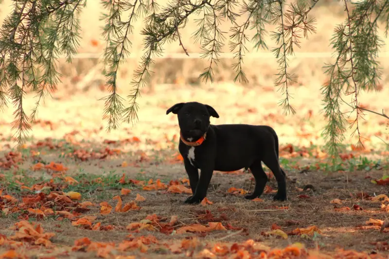 Photo de l'élevage Of the Fara Family