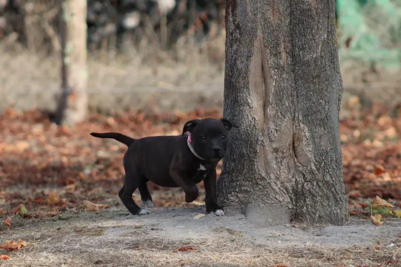 Baby Cali, Staffordshire bull terrier, élevage Of the Fara Family