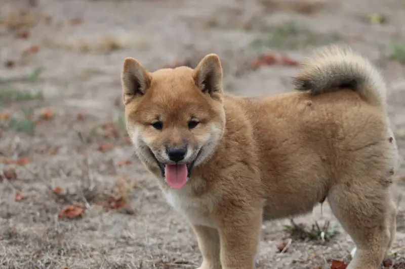 Portée de Shiba inu, élevage Of the Fara Family