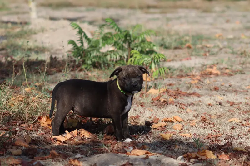 Portée de Staffordshire bull terrier, élevage Of the Fara Family