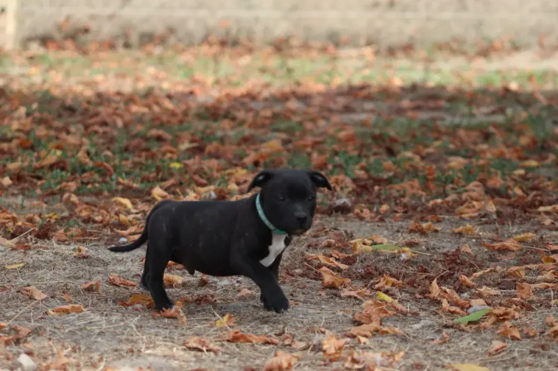 Buzz, Staffordshire bull terrier, élevage Of the Fara Family
