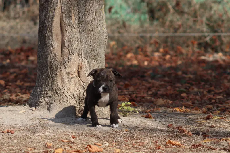 Portée de Staffordshire bull terrier, élevage Of the Fara Family