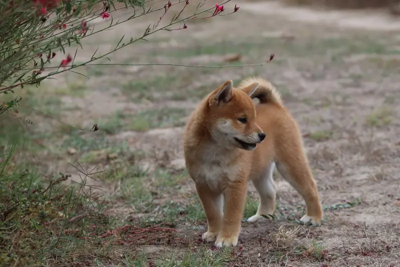 Portée de Shiba inu, élevage Of the Fara Family