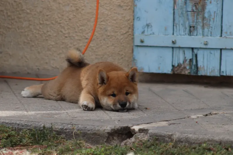 Portée de Shiba inu, élevage Of the Fara Family