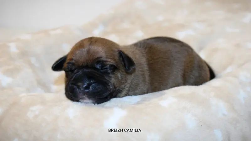 Chiot, Staffordshire bull terrier, élevage Breizh Camilia