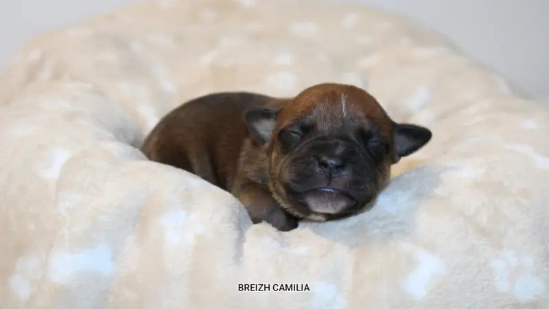 Chiot, Staffordshire bull terrier, élevage Breizh Camilia