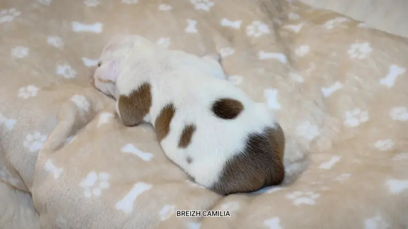 Portée de Staffordshire bull terrier, élevage Breizh Camilia