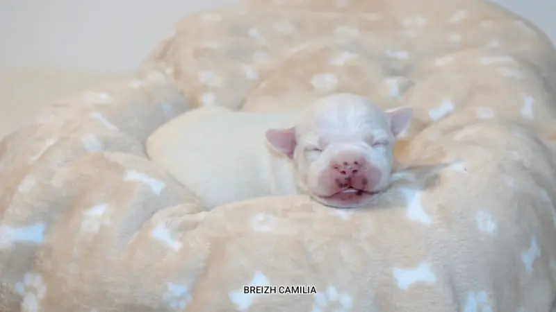 Chiot, Staffordshire bull terrier, élevage Breizh Camilia