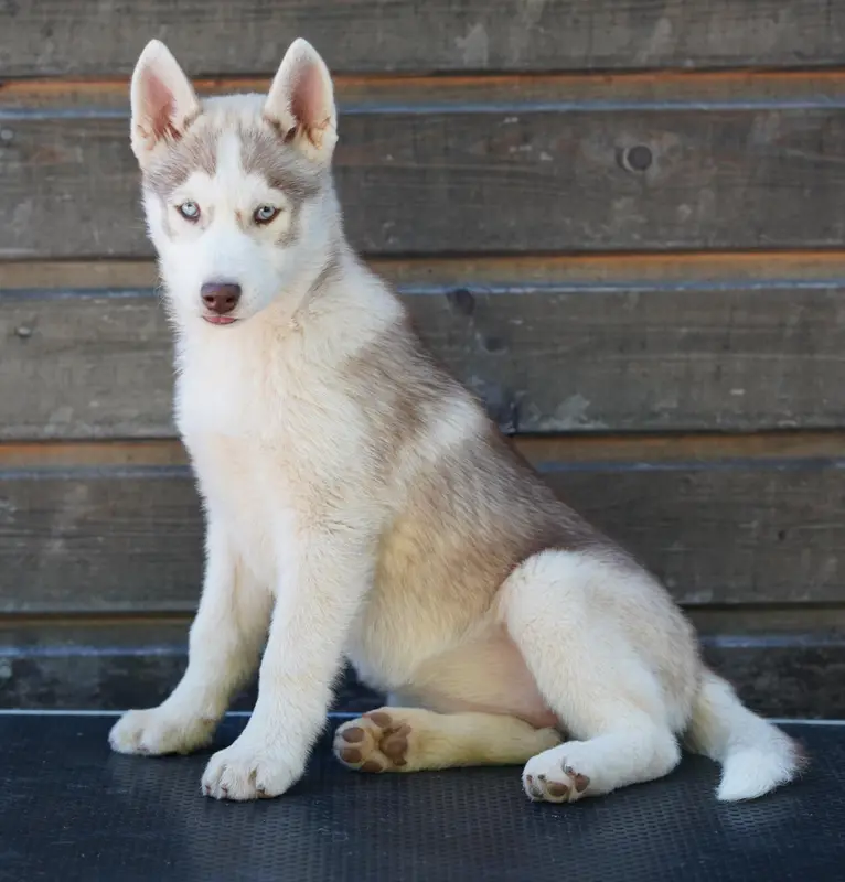 Femelle cuivre yeux bleus, Husky sibérien, élevage A Ton Etoile