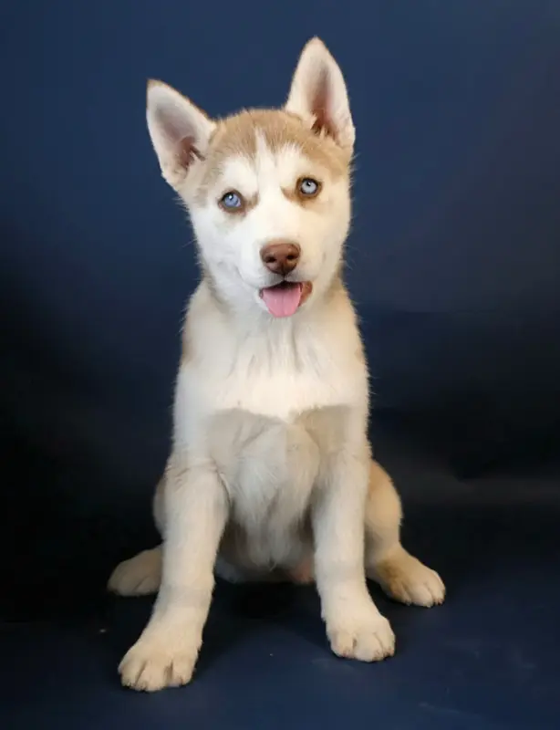 Portée de Husky sibérien, élevage A Ton Etoile