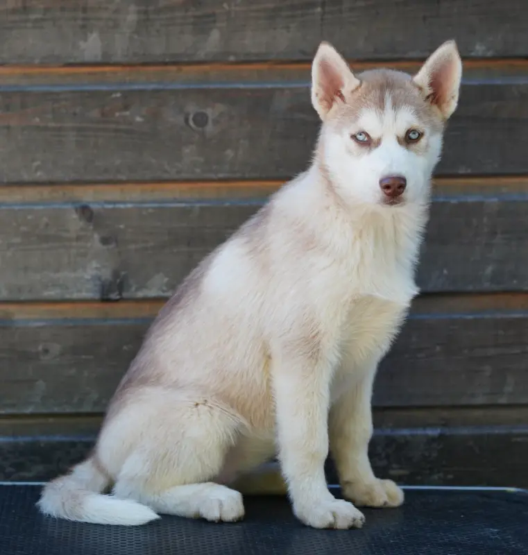 Femelle rousse yeux bleus, Husky sibérien, élevage A Ton Etoile