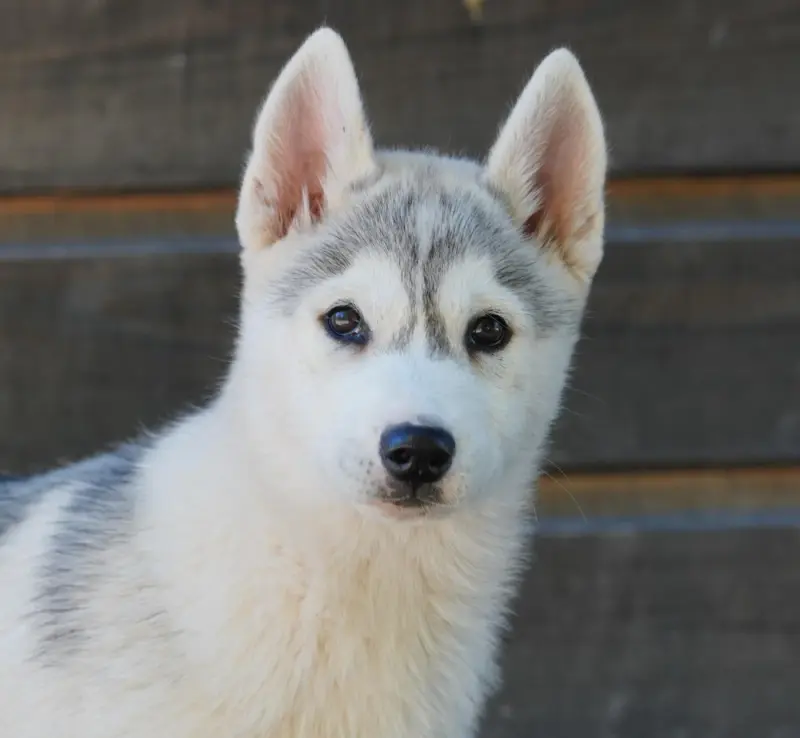 Femelle grise, Husky sibérien, élevage A Ton Etoile
